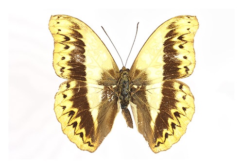 Cymothoe herminia