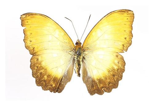 Cymothoe beckeri