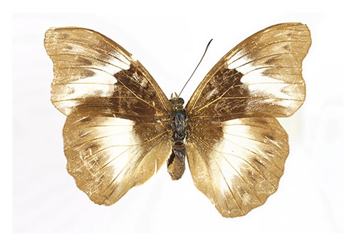 Cymothoe indamora