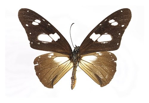 Amauris hecate "S"