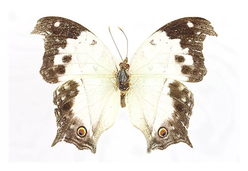 Protogoniomorpha anacardii "AA"