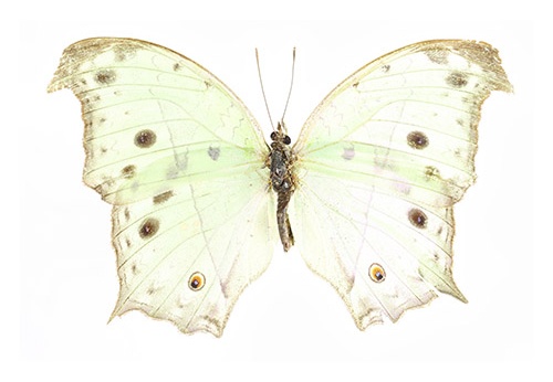 Protogoniomorpha parhassus "Y"