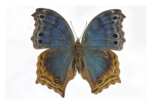 Junonia temora