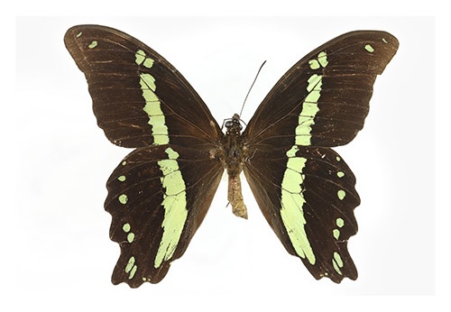 Papilio nireus "Q"