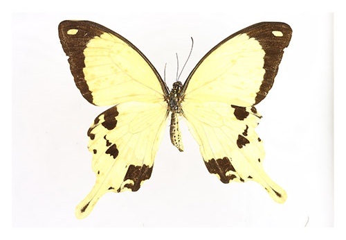 Papilio dardanus
