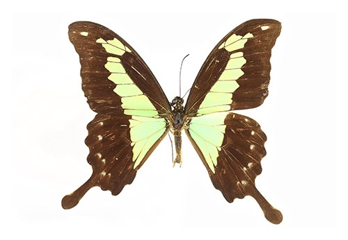 Papilio phorcas