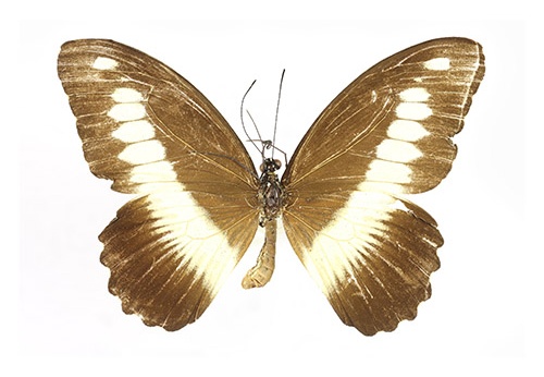 Papilio zenobia "H"