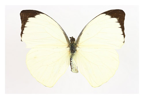 Pieiridae