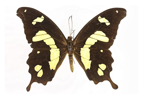 Papilio hesperus "O"