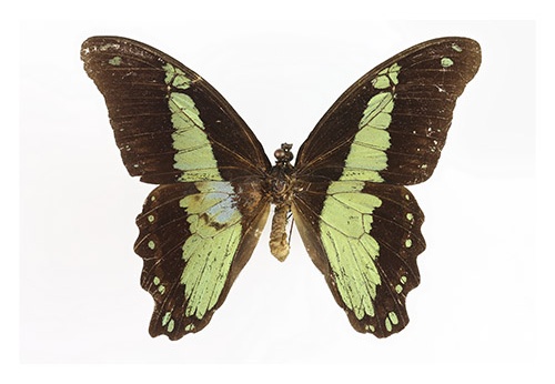 Papilio chrapkowskoides