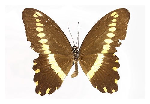 Papilio gallienus