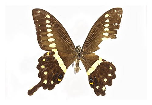 Papilionidae
