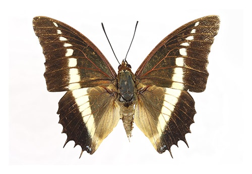 Nymphalidae