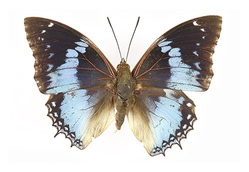 Charaxes smaragdalis