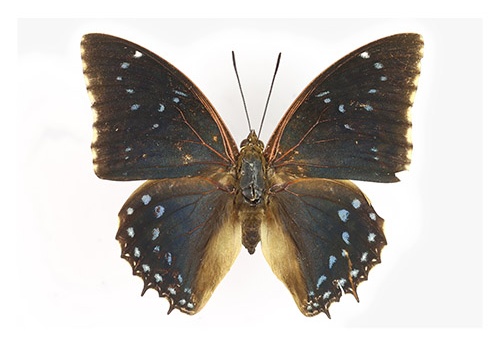 Charaxes mixtus