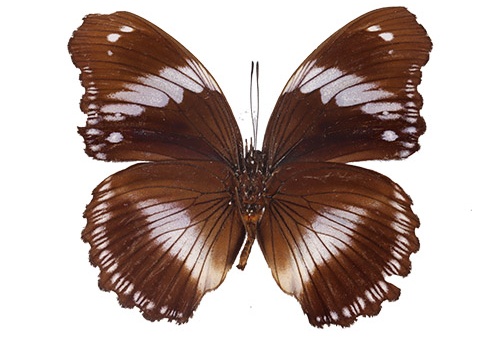 PAP0081