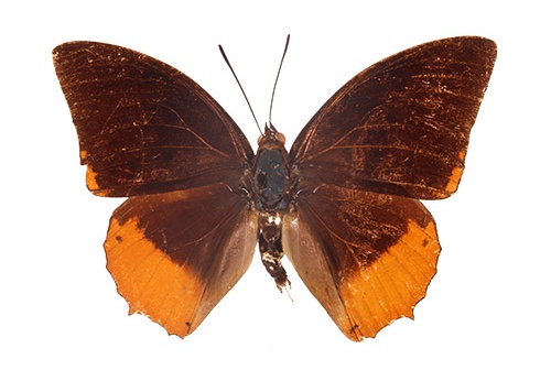 PAP0082