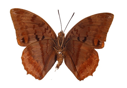 PAP0083