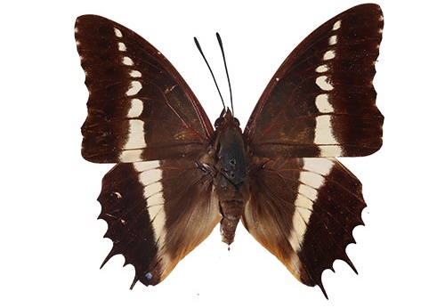 PAP0084