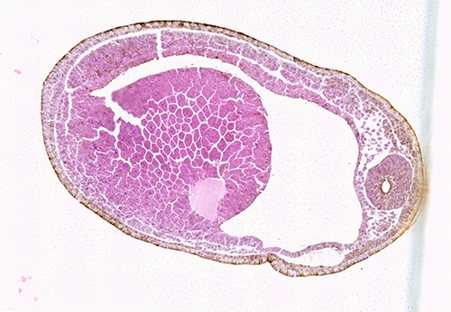 Coupes histologiques