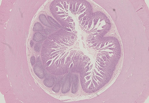Coupes histologiques