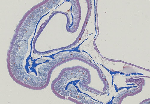 Coupes histologiques