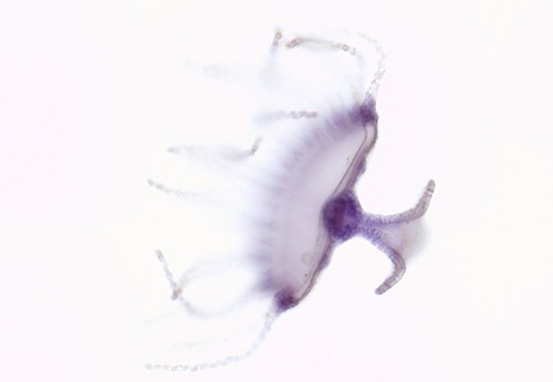 Obelia medusae