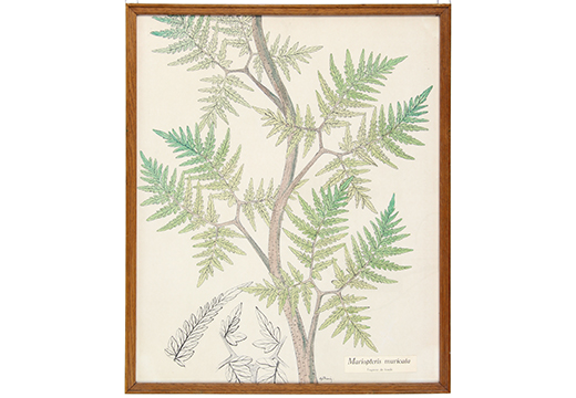 Mariopteris muricata, fragment de fronde