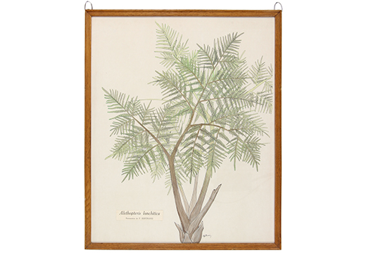 Alethopteris lonchitica