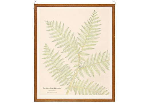 Pecopteridium Defrancei, région supérieure de la fronde