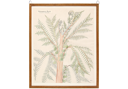 Odontopteris Reichi