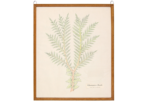 Odontopteris Reichi, fronde d'après R. Zeiller