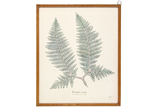 Mariopteris nervosa, penne quadripartite