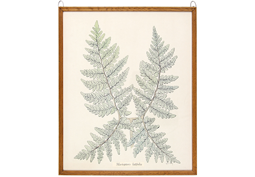 Maripteris latifolia