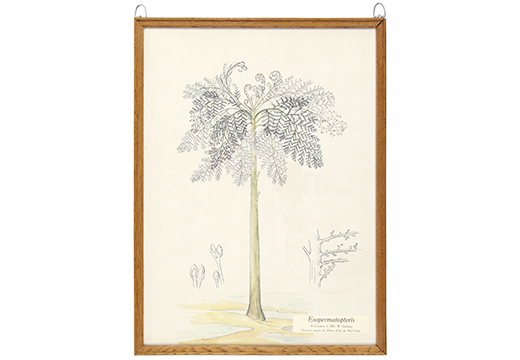 Eospermatopteris, dévonien moyen de Gilboa (Etat de New-York)