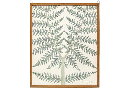 Sphenopteris striata, fronde