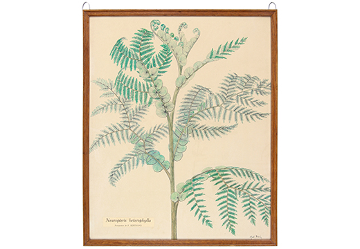 Neuropteris heterophylla