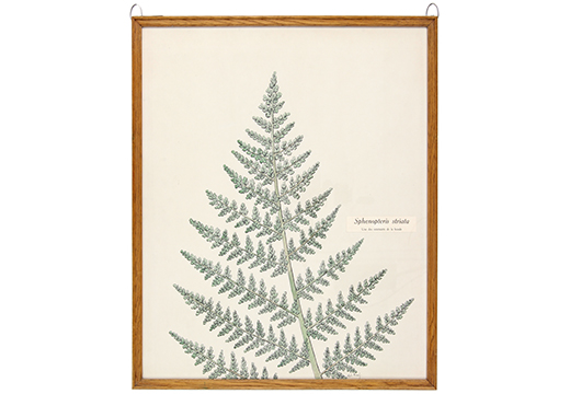 Sphenopteris striata, une des extrémités de la fronde